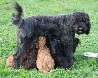 More Rutland Manor Retired Breeding Dogs - RUTLANDS AUSTRALIAN COBBERDOGS